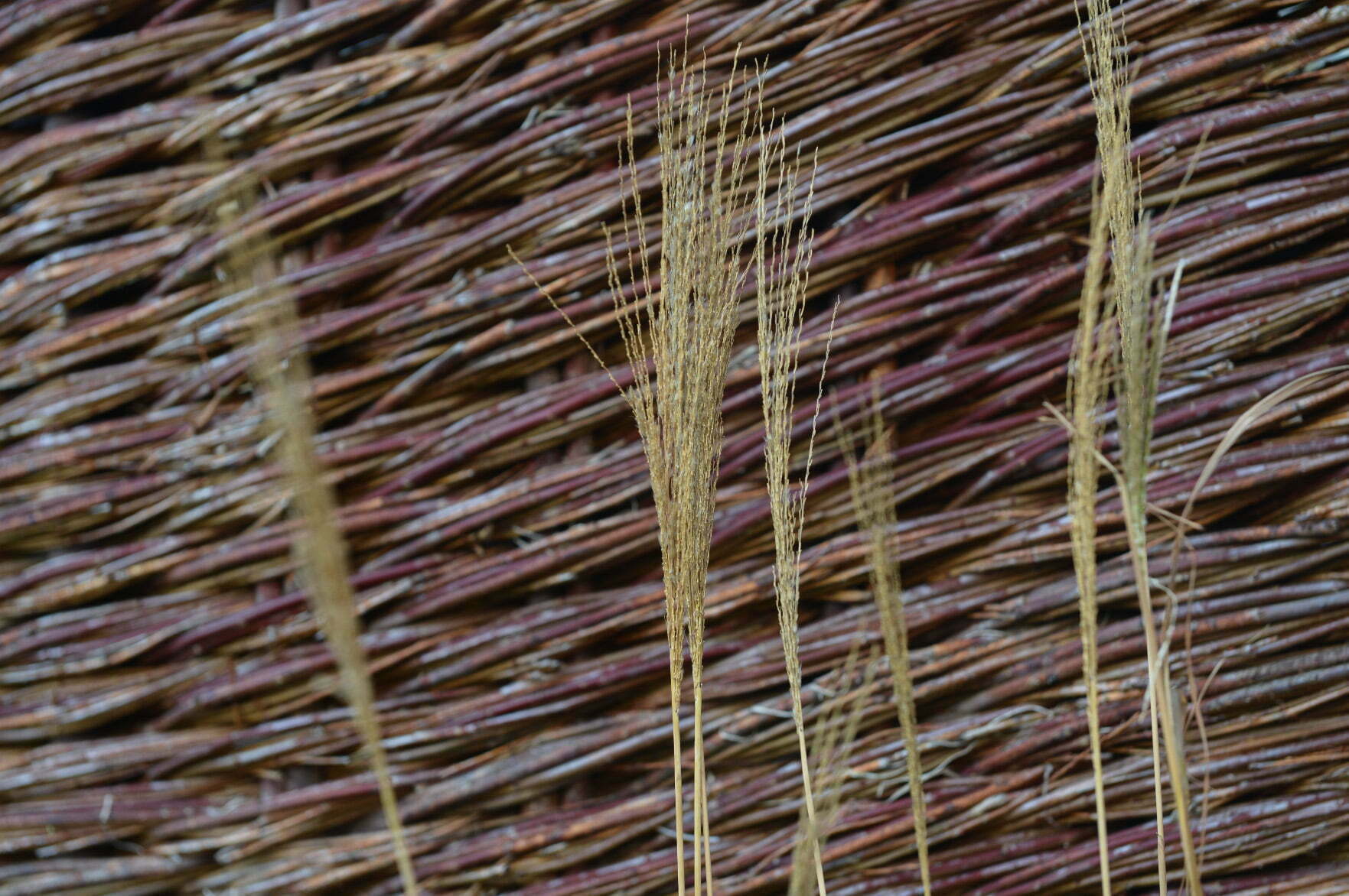 Willow fence close up