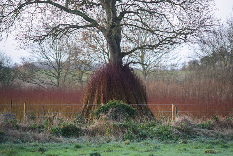 willow bundles leaning against a tree